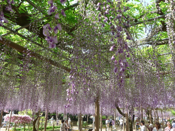 江南藤まつりの開催期間 ｇｗ旅 愛知県の曼荼羅寺 藤まつり